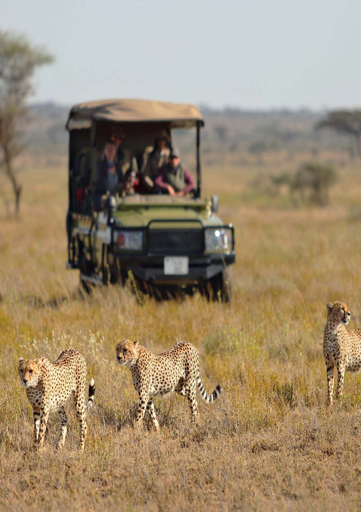Kenya safari experience