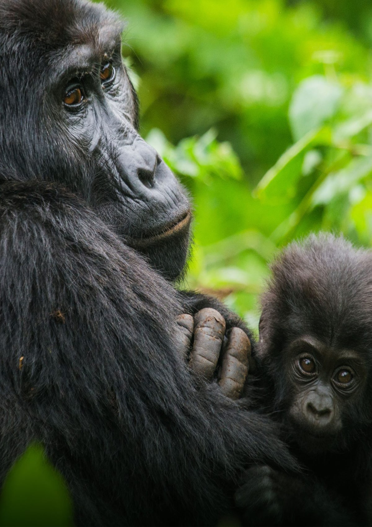 Gorilla trek in Uganda