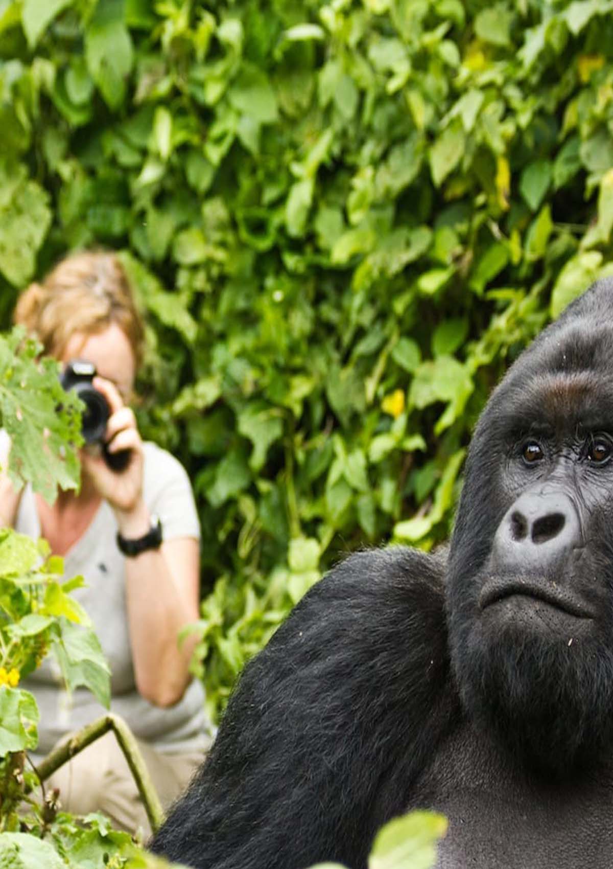Gorilla Experience