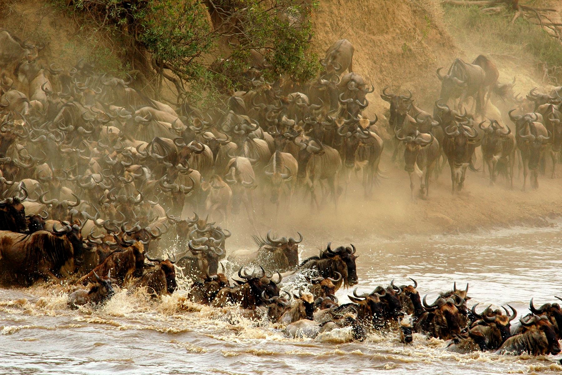 Serengeti Migrations