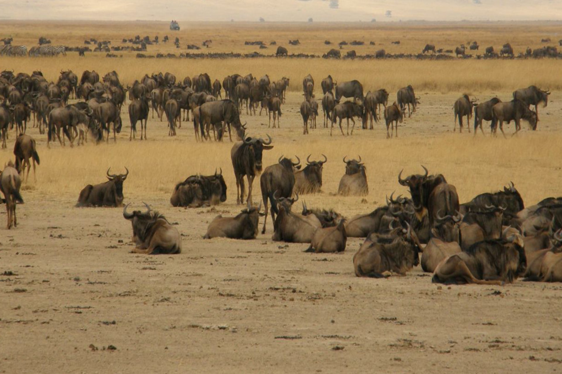 Kenya Wildebeest Migrations