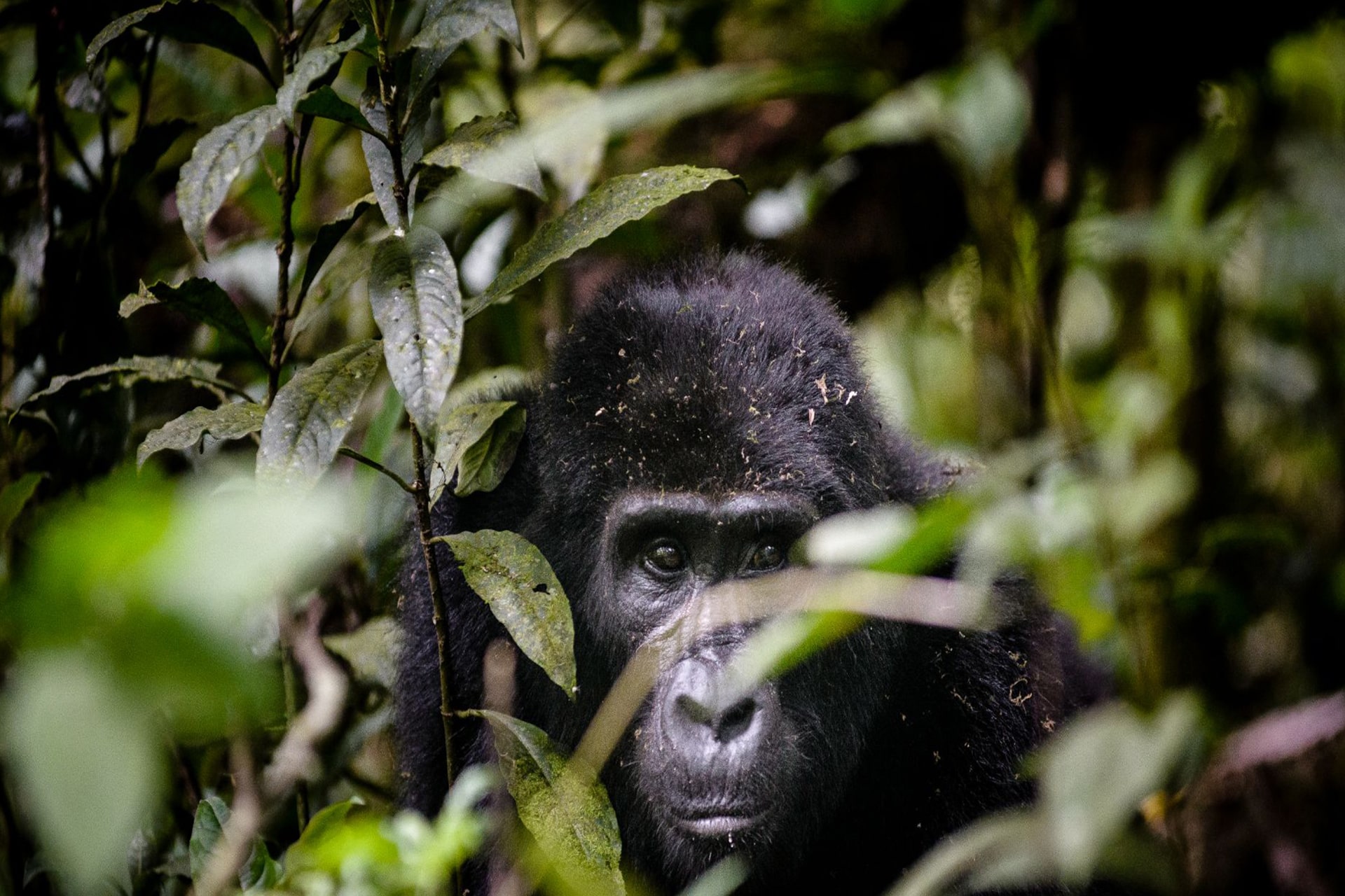 Gorilla  Trek in Uganda