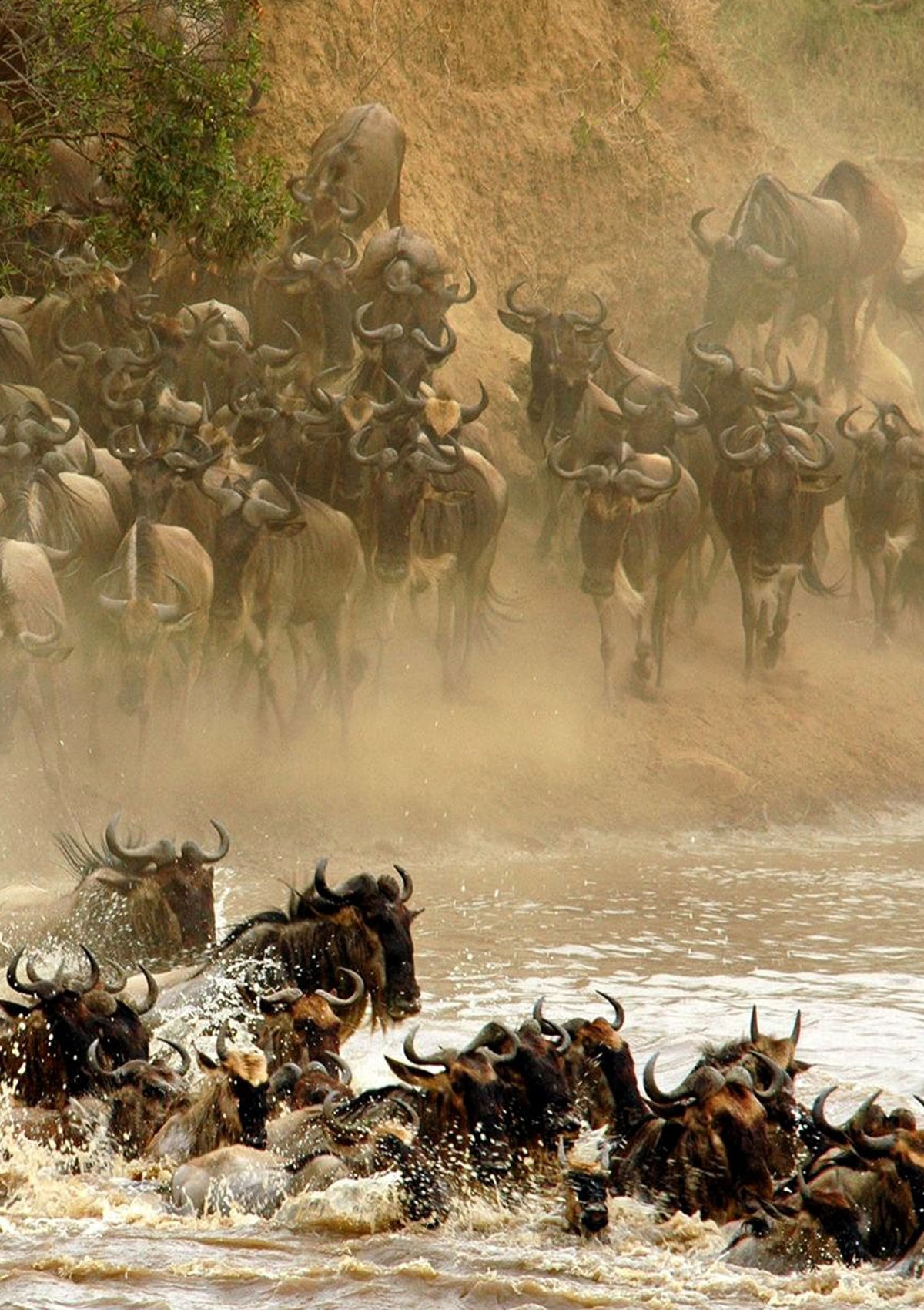 Wildebeest Migration