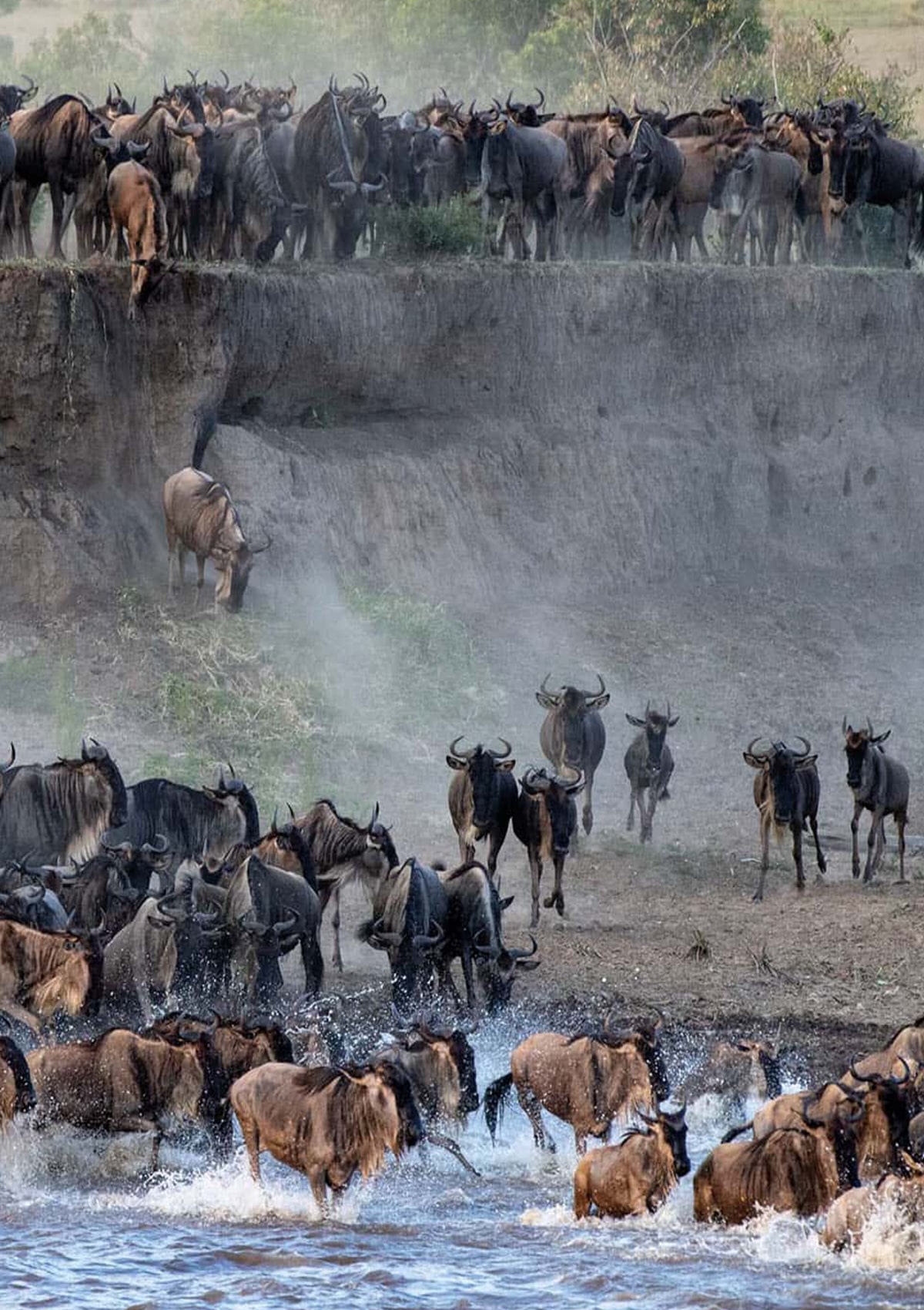 Wildebeest Migration in Serengeti