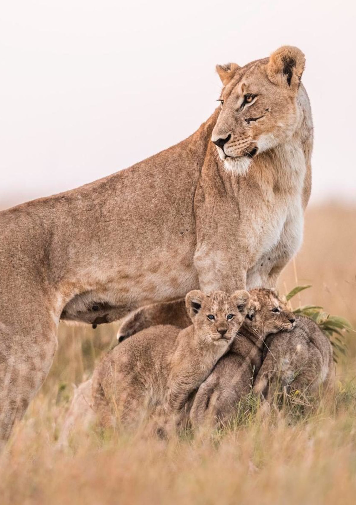 Masai Mara Reserve