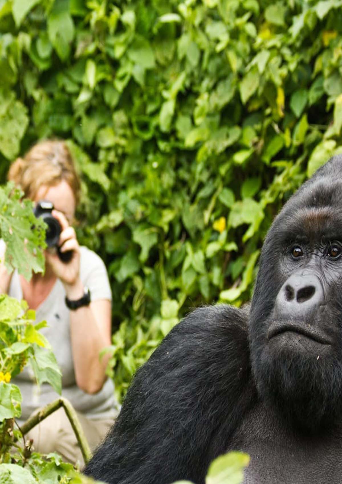 Gorilla Experience