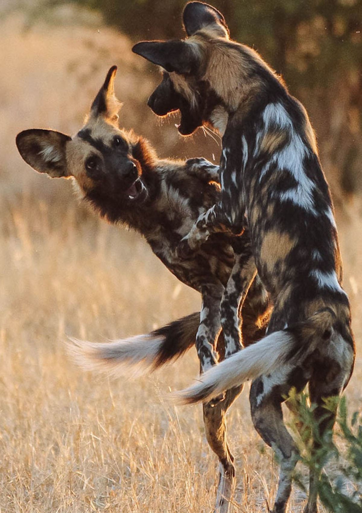 Ruaha National Park