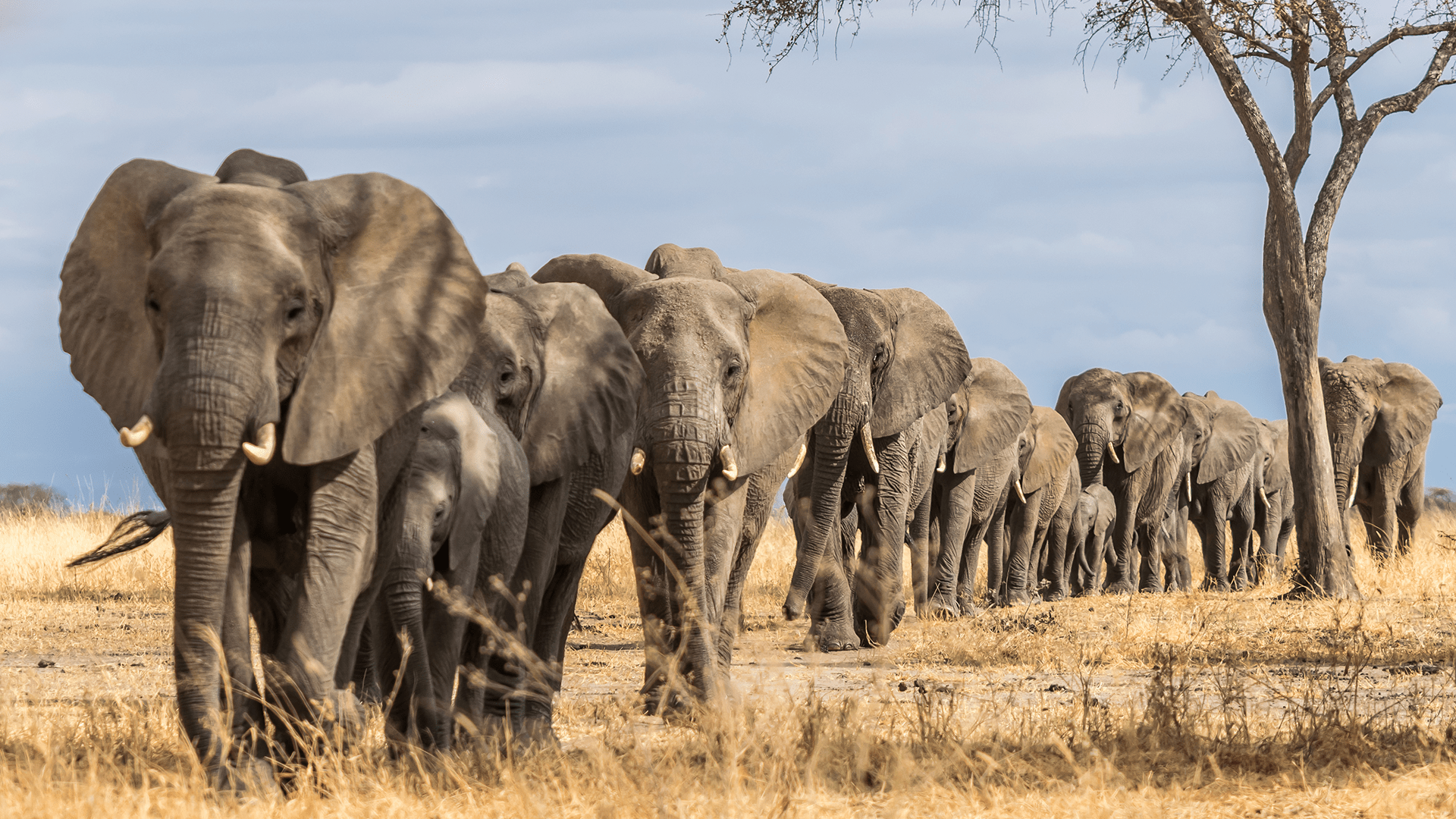 Hwange & Victoria Falls Luxury Safari