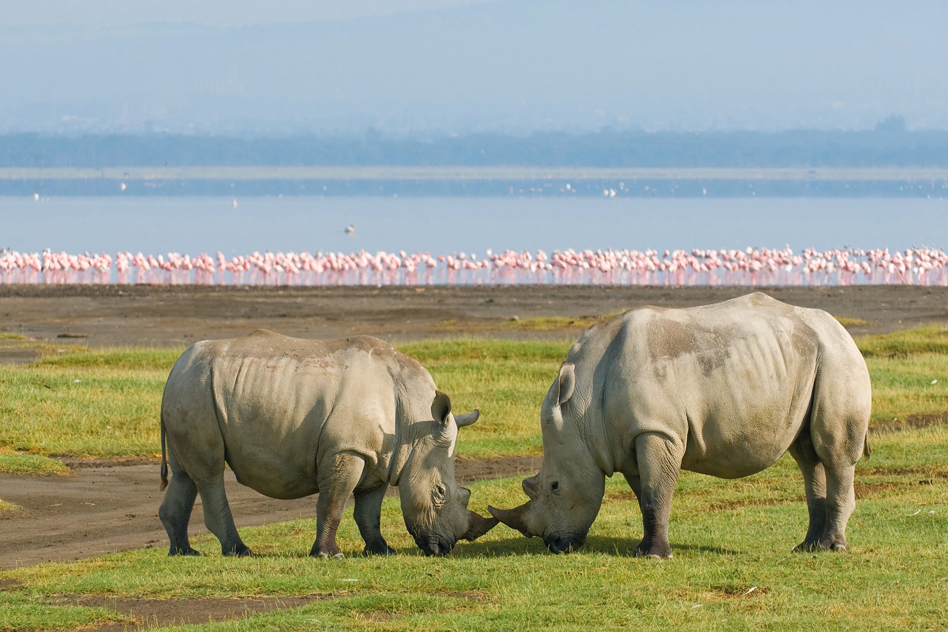 Birds in Nakuru