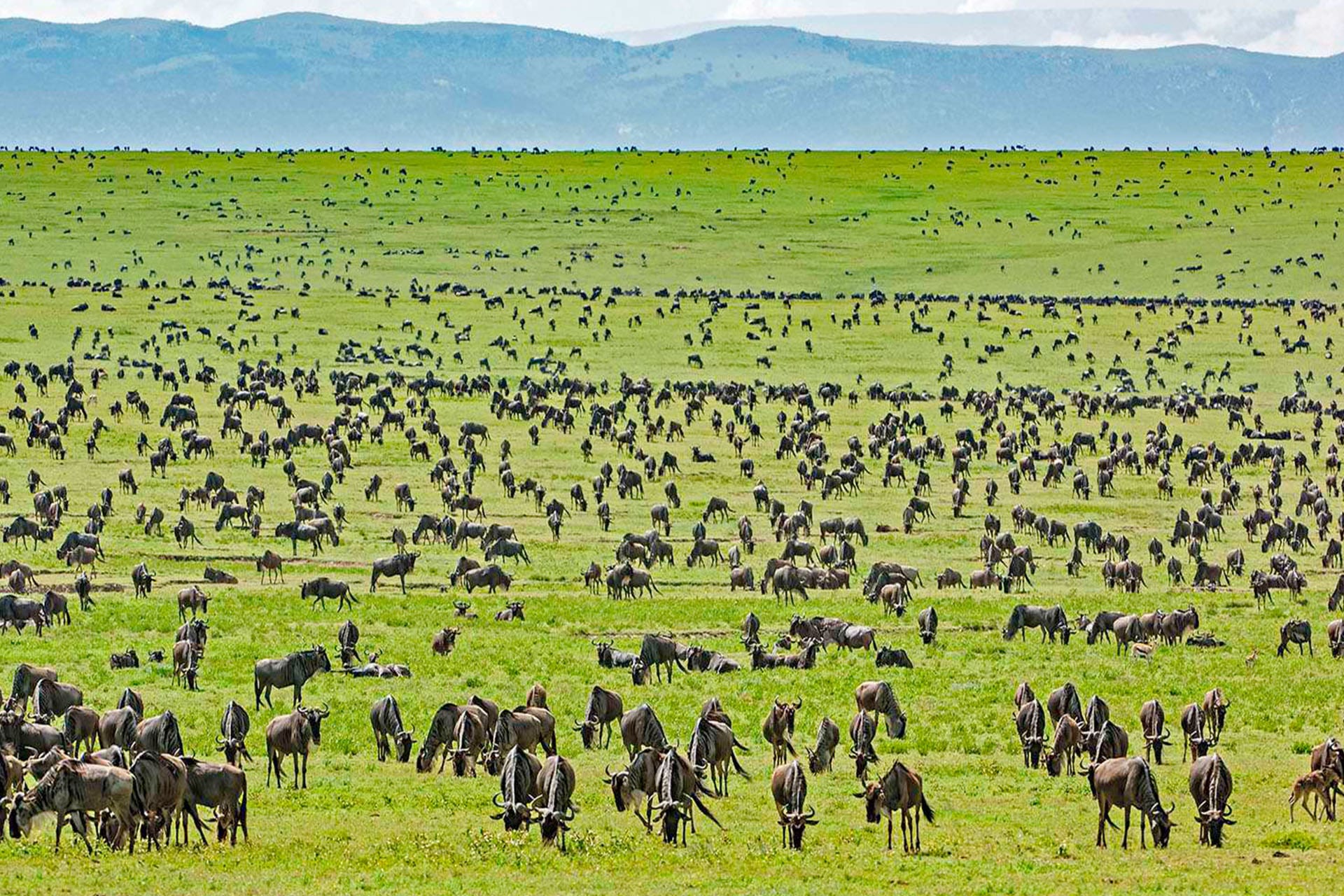 Migrations in Ndutu