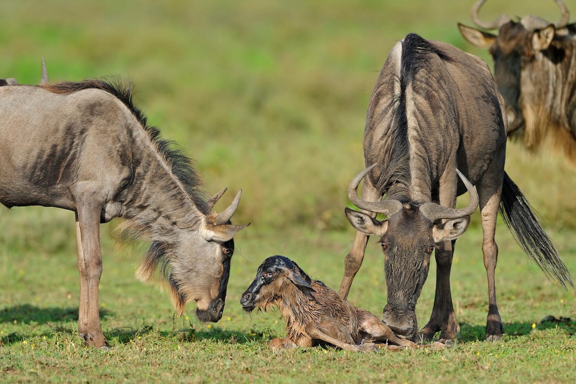 Calving Season