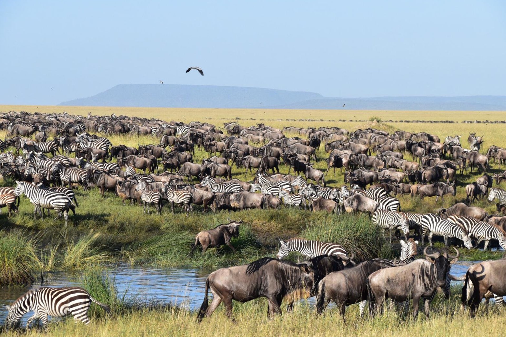 Ndutu Migrations