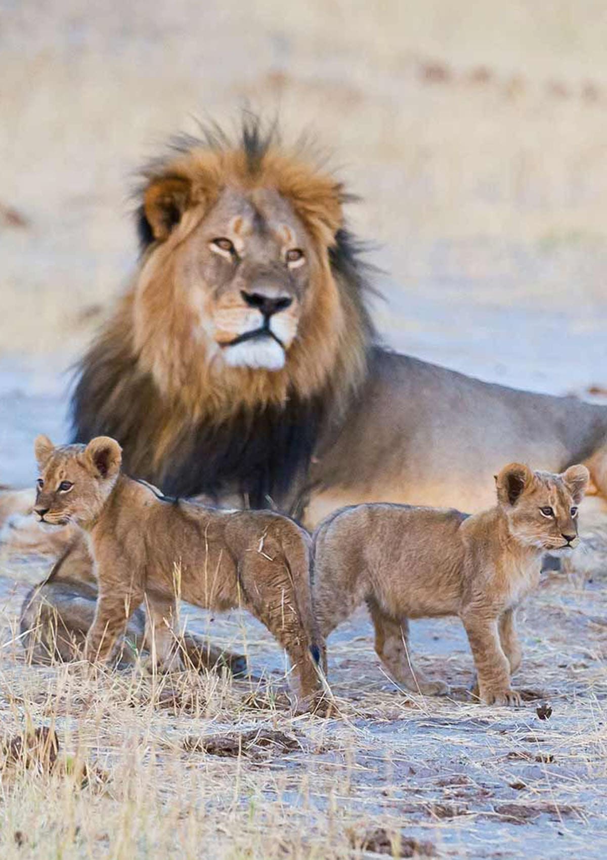 Hwange National Park